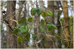 Mucuna monosperma